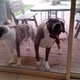 Imagen para el artículo titulado Por qué a los perros les gusta lamer todo tipo de cristales